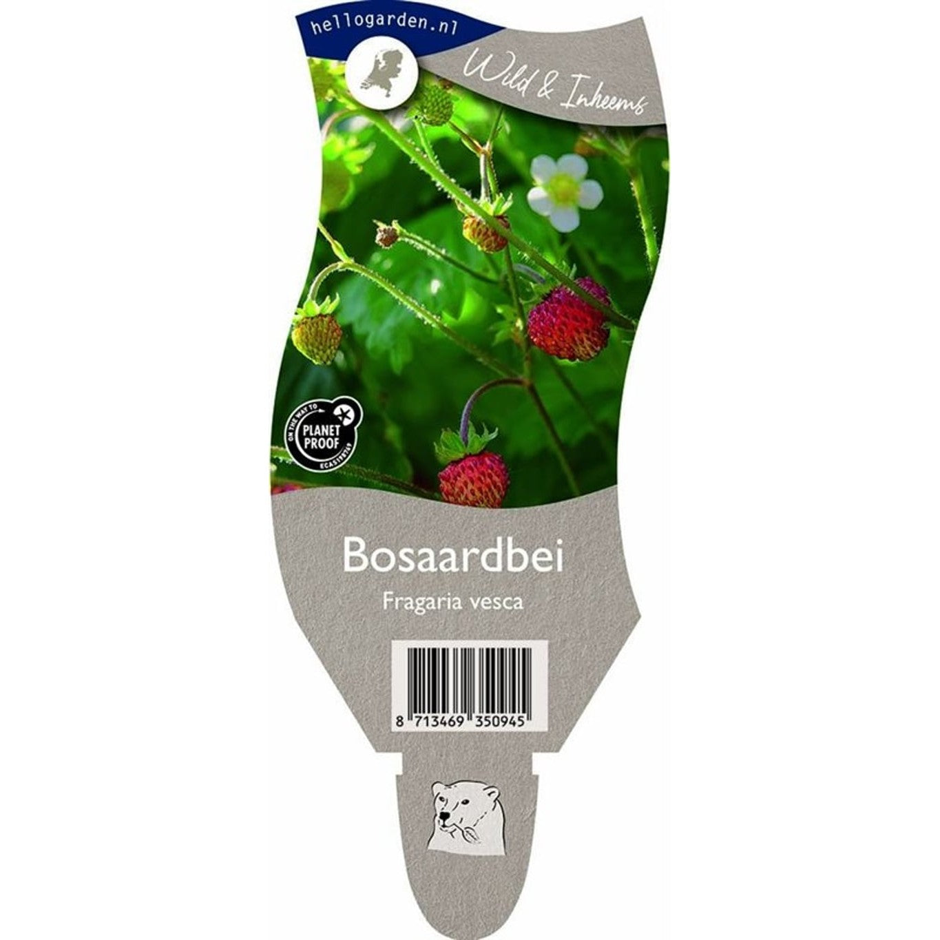 Smultron – Fragaria vesca - P11